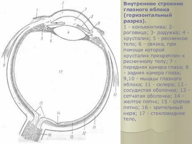 Внутреннее строение глазного яблока (горизонтальный разрез). 1 - конъюнктива; 2-