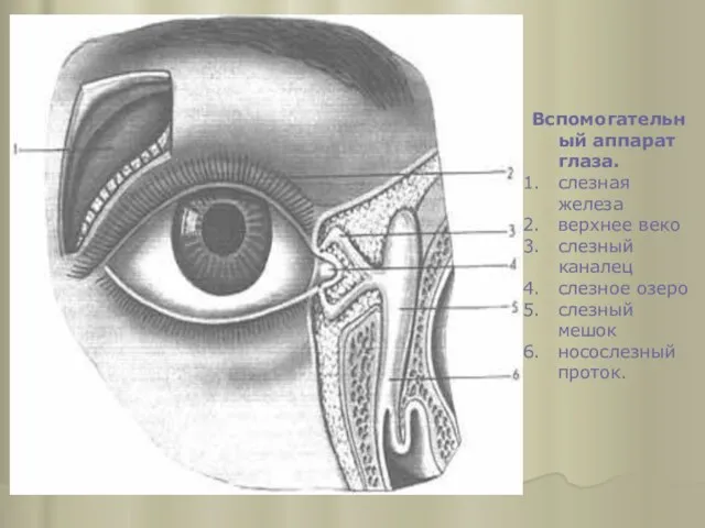 Вспомогательный аппарат глаза. слезная железа верхнее веко слезный каналец слезное озеро слезный мешок носослезный проток.