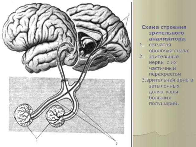 Схема строения зрительного анализатора. сетчатая оболочка глаза зрительные нервы с