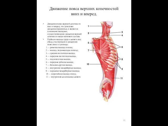 Движения пояса верхней конечности вниз и вперед, что дополняет движения