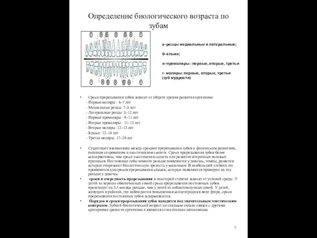 Определение биологического возраста по зубам а–резцы медиальные и латеральные; б–клыки;