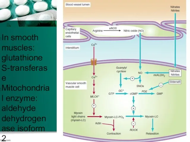 In smooth muscles: glutathione S-transferase Mitochondrial enzyme: aldehyde dehydrogenase isoform 2