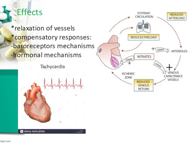 Effects *relaxation of vessels *compensatory responses: -baroreceptors mechanisms -hormonal mechanisms