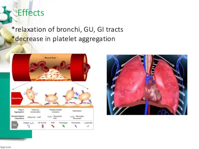 Effects *relaxation of bronchi, GU, GI tracts *decrease in platelet aggregation