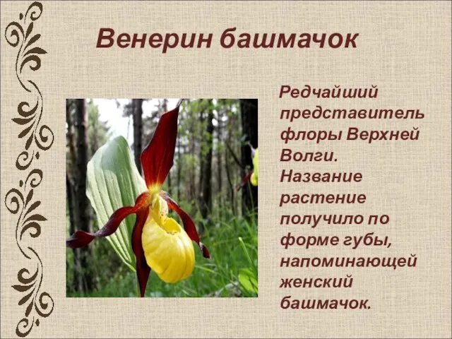 Венерин башмачок Редчайший представитель флоры Верхней Волги. Название растение получило по форме губы, напоминающей женский башмачок.