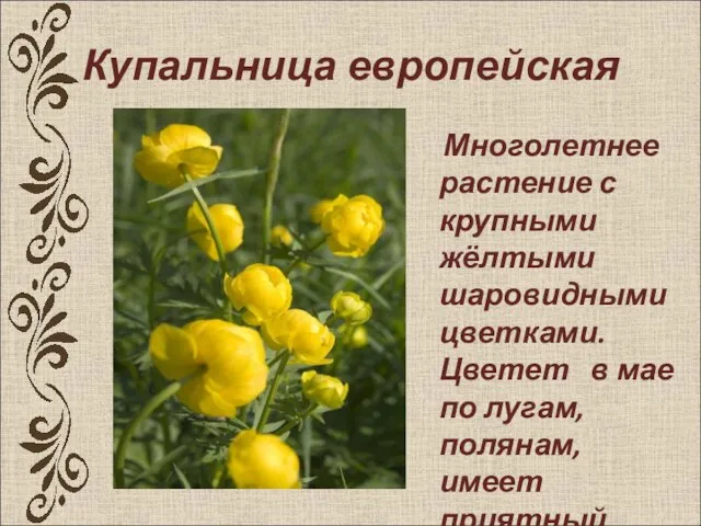 Купальница европейская Многолетнее растение с крупными жёлтыми шаровидными цветками. Цветет