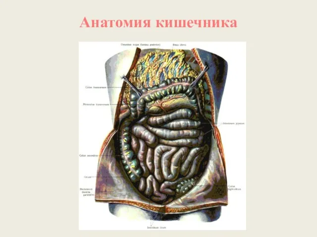 Анатомия кишечника