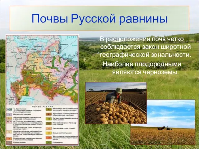 В расположении почв четко соблюдается закон широтной географической зональности. Наиболее плодородными являются черноземы. Почвы Русской равнины