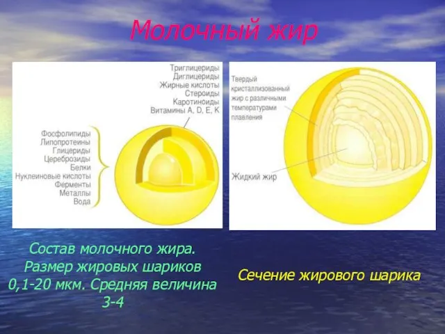 Молочный жир Состав молочного жира. Размер жировых шариков 0,1-20 мкм. Средняя величина 3-4 Сечение жирового шарика