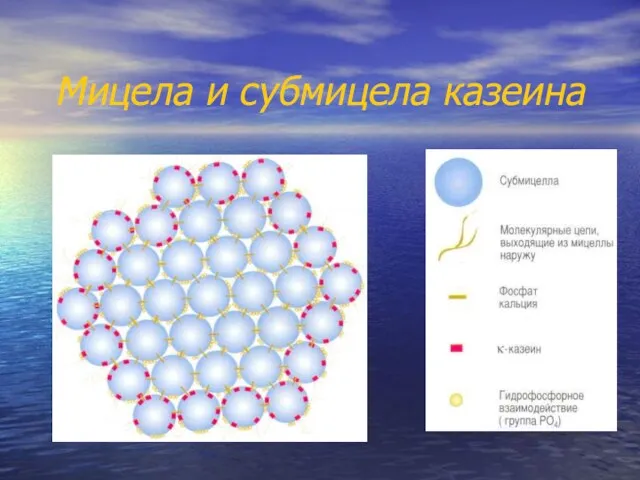 Мицела и субмицела казеина