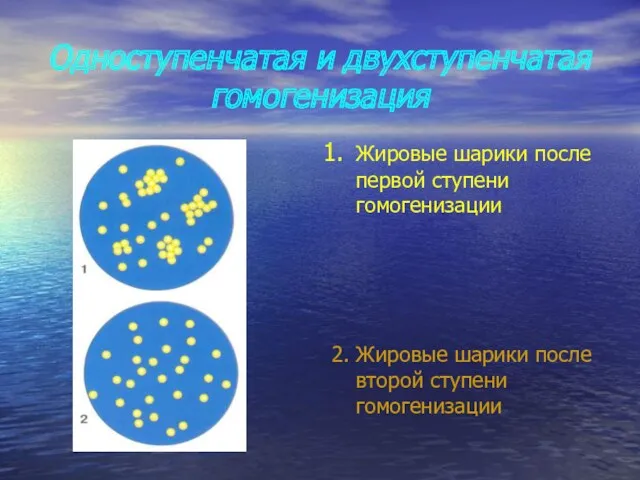 Одноступенчатая и двухступенчатая гомогенизация Жировые шарики после первой ступени гомогенизации