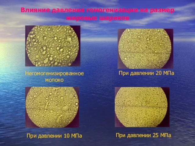 Влияние давления гомогенизации на размер жировых шариков Негомогенизированное молоко При