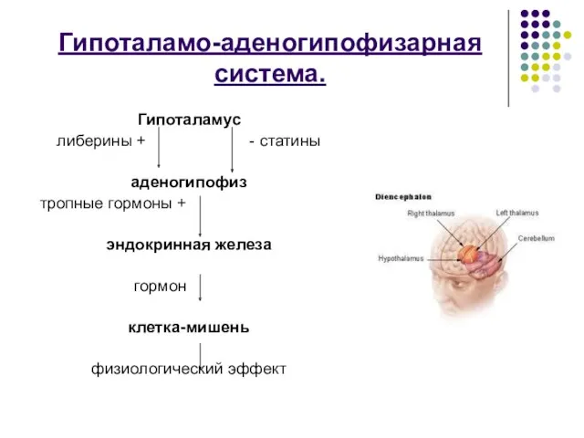 Гипоталамо-аденогипофизарная система. Гипоталамус либерины + - статины аденогипофиз тропные гормоны