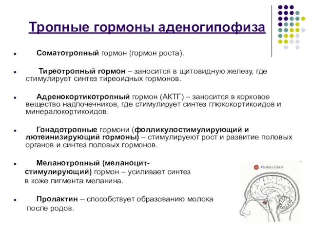 Тропные гормоны аденогипофиза Соматотропный гормон (гормон роста). Тиреотропный гормон –