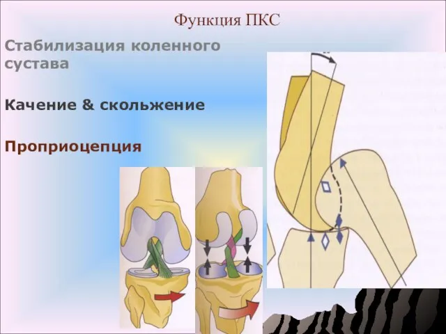 Функция ПКС Стабилизация коленного сустава Качение & скольжение Проприоцепция