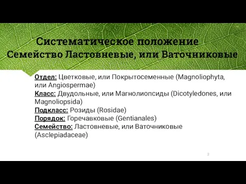 Систематическое положение Семейство Ластовневые, или Ваточниковые Отдел: Цветковые, или Покрытосеменные (Magnoliophyta, или Angiospermae)