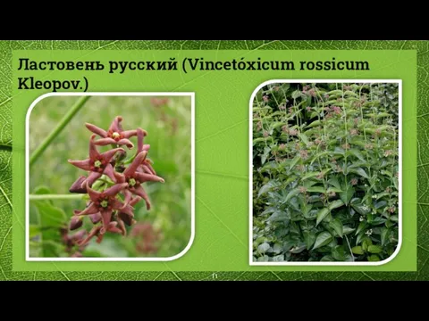 Ластовень русский (Vincetóxicum rossicum Kleopov.)