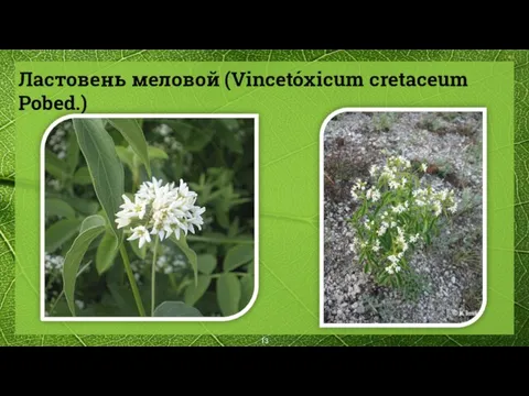 Ластовень меловой (Vincetóxicum cretaceum Pobed.)