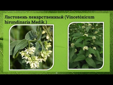 Ластовень лекарственный (Vincetóxicum hirundinaria Medik.)