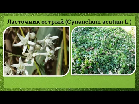 Ласточник острый (Cynanchum acutum L.)