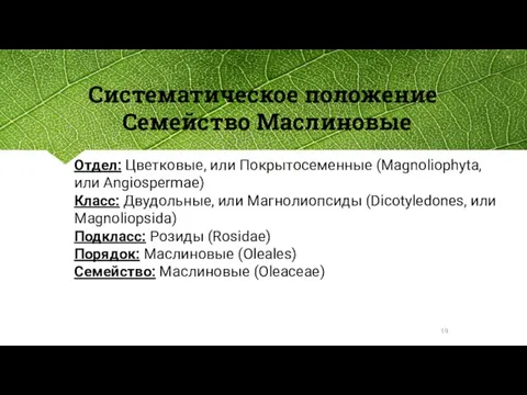 Систематическое положение Семейство Маслиновые Отдел: Цветковые, или Покрытосеменные (Magnoliophyta, или Angiospermae) Класс: Двудольные,