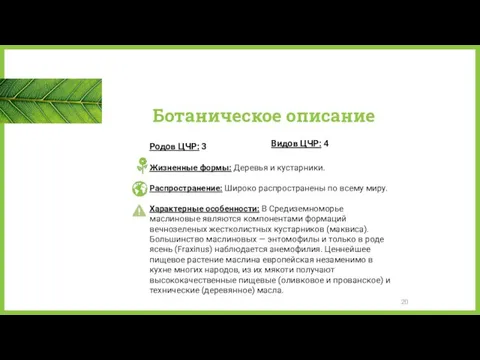 Ботаническое описание Видов ЦЧР: 4 Родов ЦЧР: 3 Жизненные формы: Деревья и кустарники.