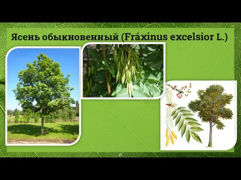 Ясень обыкновенный (Fráxinus excelsior L.)