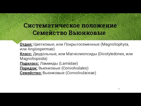 Систематическое положение Семейство Вьюнковые Отдел: Цветковые, или Покрытосеменные (Magnoliophyta, или