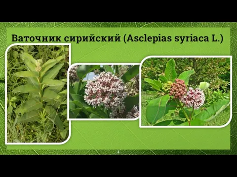 Ваточник сирийский (Asclepias syriaca L.)