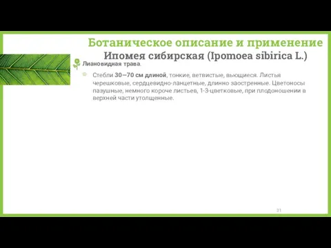 Ботаническое описание и применение Ипомея сибирская (Ipomoea sibirica L.) Лиановидная