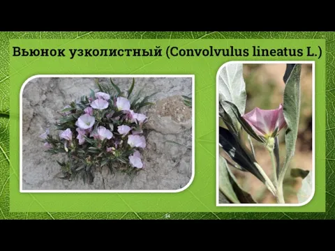 Вьюнок узколистный (Convolvulus lineatus L.)