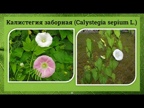 Калистегия заборная (Calystegia sepium L.)