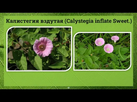 Калистегия вздутая (Calystegia inflate Sweet.)