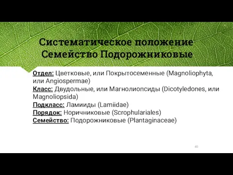 Систематическое положение Семейство Подорожниковые Отдел: Цветковые, или Покрытосеменные (Magnoliophyta, или