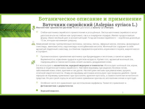 Ботаническое описание и применение Ваточник сирийский (Aslepias syriaca L.) Многолетнее травянистое растение. Может