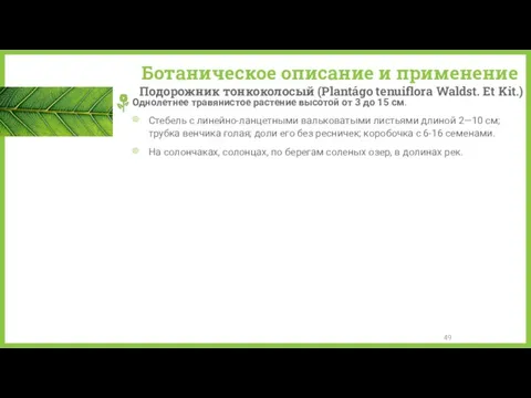 Ботаническое описание и применение Подорожник тонкоколосый (Plantágo tenuiflora Waldst. Et