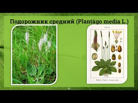 Подорожник средний (Plantágo media L.)