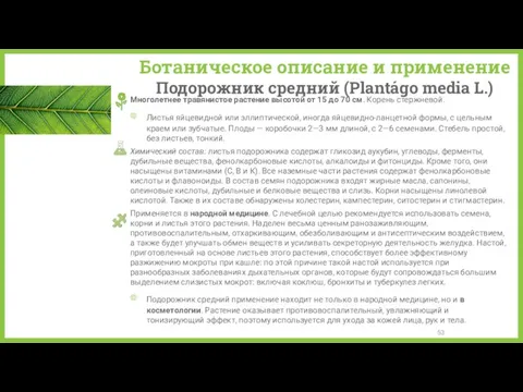 Ботаническое описание и применение Подорожник средний (Plantágo media L.) Многолетнее травянистое растение высотой