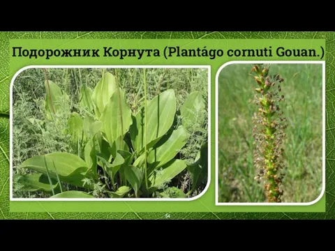 Подорожник Корнута (Plantágo cornuti Gouan.)