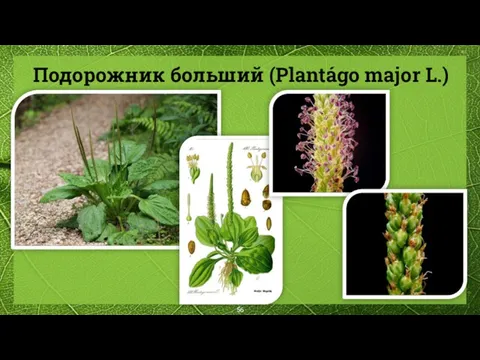 Подорожник больший (Plantágo major L.)