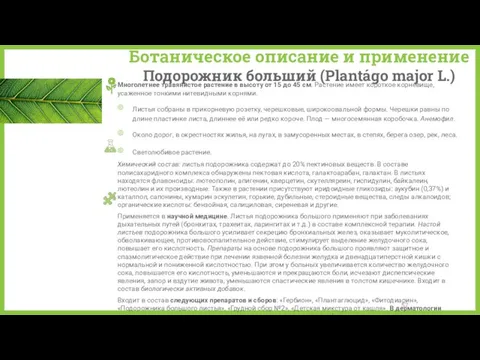 Ботаническое описание и применение Подорожник больший (Plantágo major L.) Многолетнее травянистое растение в