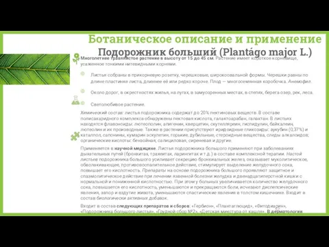 Ботаническое описание и применение Подорожник больший (Plantágo major L.) Многолетнее