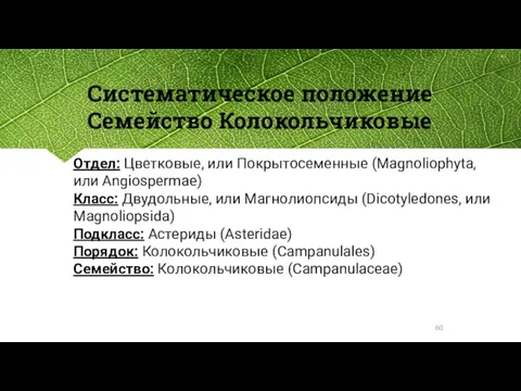 Систематическое положение Семейство Колокольчиковые Отдел: Цветковые, или Покрытосеменные (Magnoliophyta, или