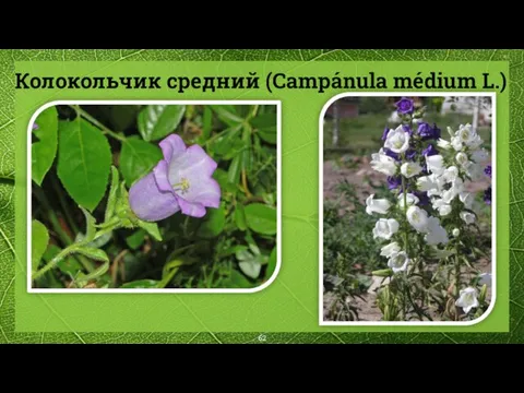 Колокольчик средний (Campánula médium L.)