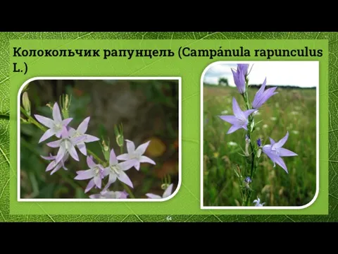 Колокольчик рапунцель (Campánula rapunculus L.)