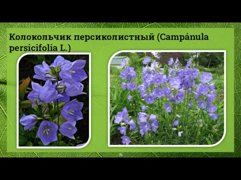 Колокольчик персиколистный (Campánula persicifolia L.)