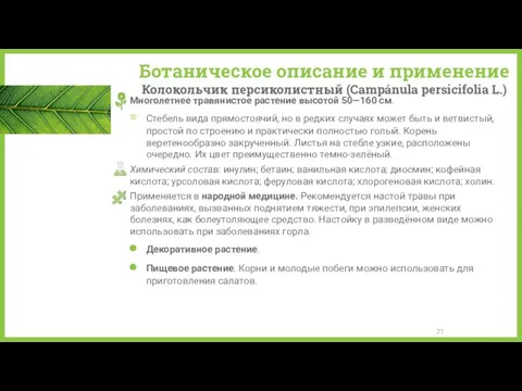 Ботаническое описание и применение Колокольчик персиколистный (Campánula persicifolia L.) Многолетнее