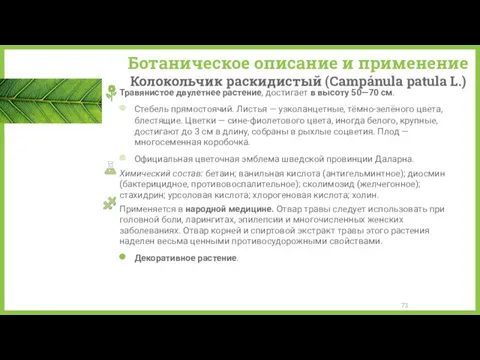 Ботаническое описание и применение Колокольчик раскидистый (Campánula patula L.) Травянистое