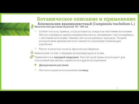 Ботаническое описание и применение Колокольчик крапиволистный (Campánula trachelium L.) Многолетнее растение высотой 70—100