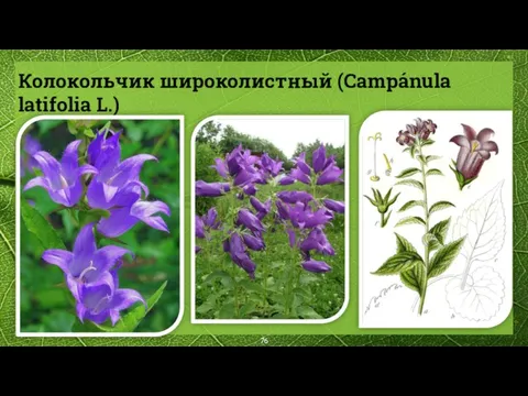 Колокольчик широколистный (Campánula latifolia L.)